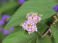 �����T�L�V�L�u