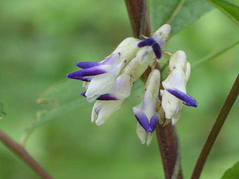 ヤブマメ