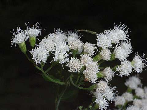 マルバフジバカマ