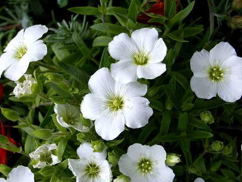 アレナリア・モンタナ