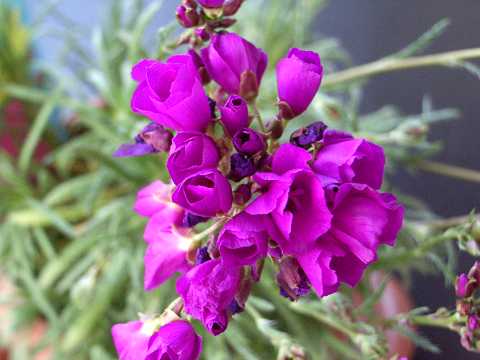 �J�����h���j�A