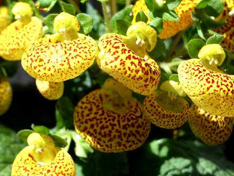 カルセオラリア