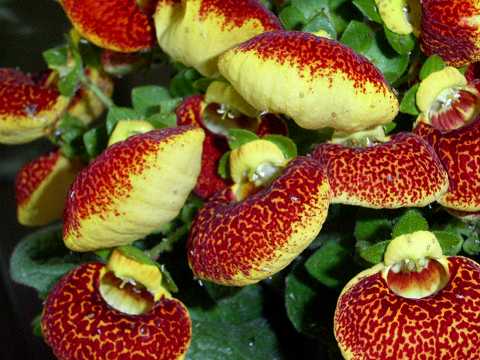 カルセオラリア