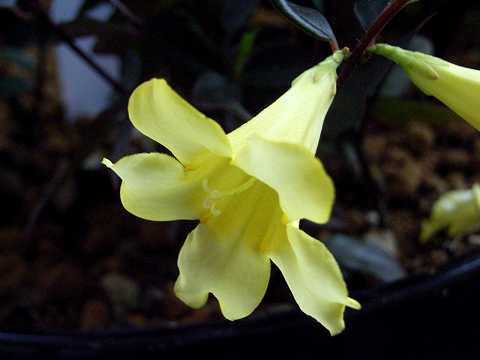 キャロライナ・ジャスミン