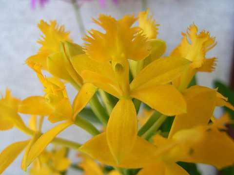 エピデンドラム