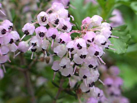 ジャノメエリカ