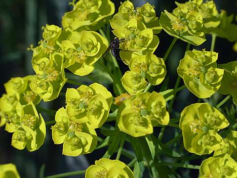 ユーフォルビア