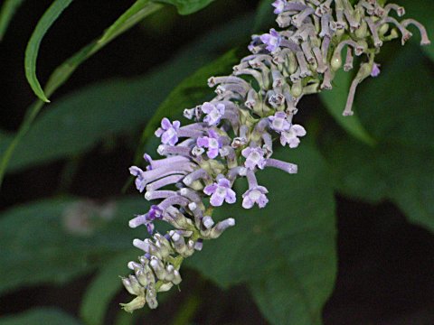 �t�W�E�c�M