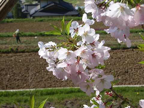 ゴテンバザクラ