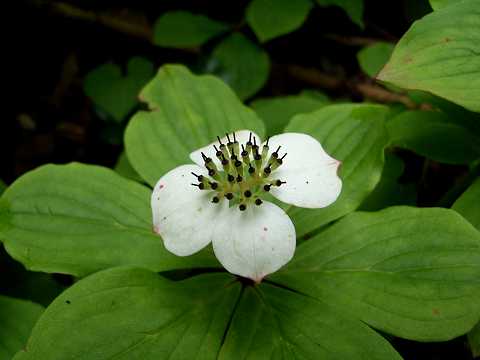 ゴゼンタチバナ