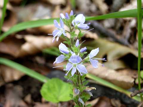 �O���o�C�d��