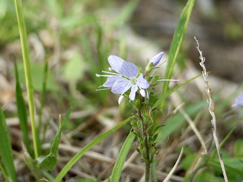 �O���o�C�d��