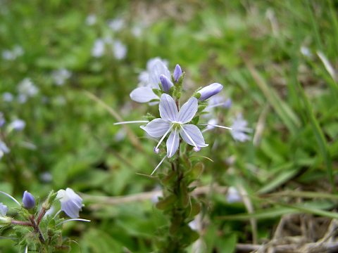 �O���o�C�d��