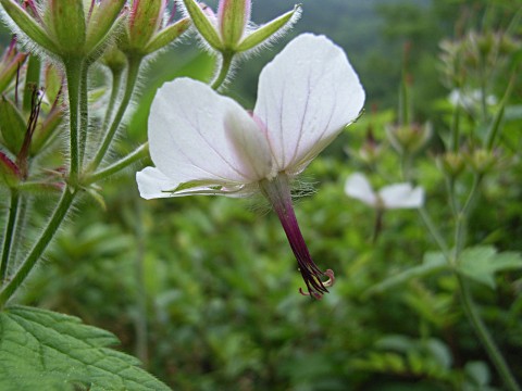 グンナイフウロ