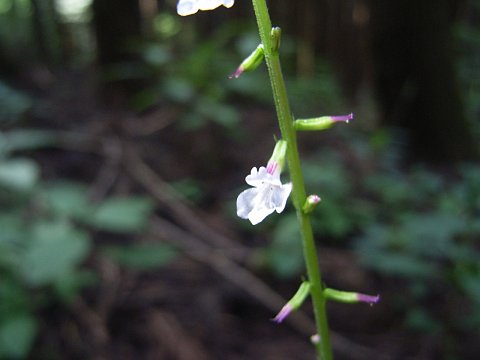 �n�G�h�N�\�E