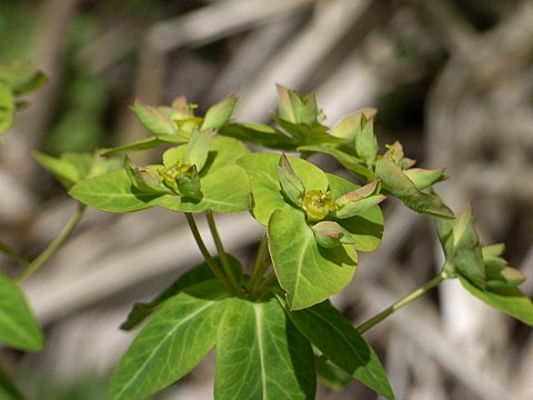 ハクサンタイゲキ