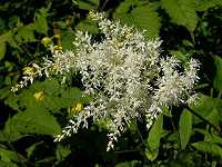 �n�i�`�_�P�T�V