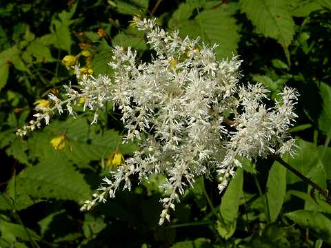 ハナチダケサシ