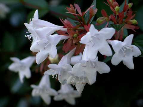 ハナゾノツクバネウツギ