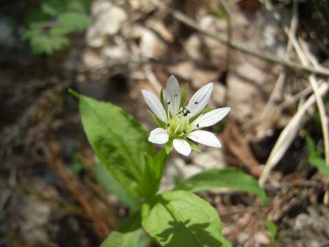 ヒゲネワチガイソウ