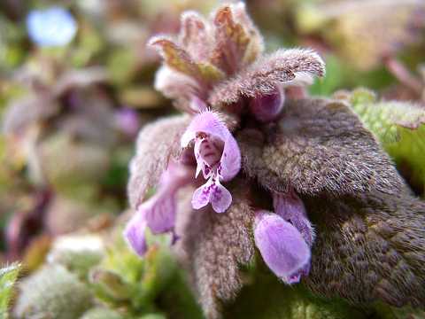 ヒメオドリコソウ