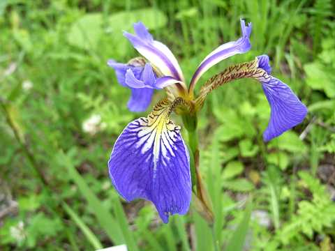 ヒオウギアヤメ