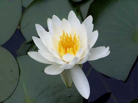 �q�c�W�O�T