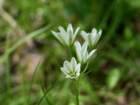 ホソバノアマナ