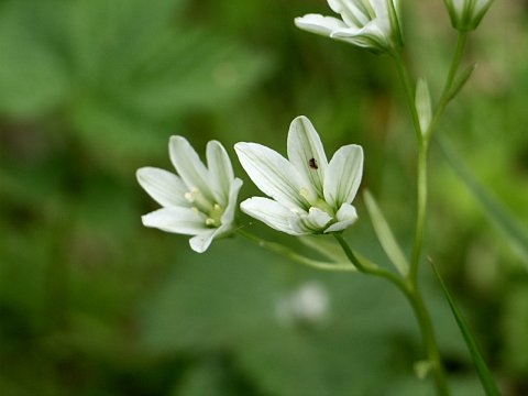 ホソバノアマナ