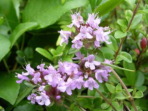 イブキジャコウソウ