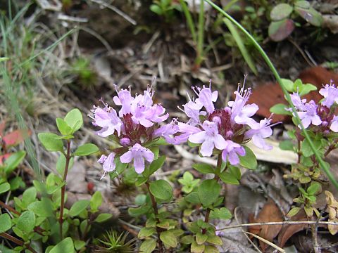 イブキジャコウソウ