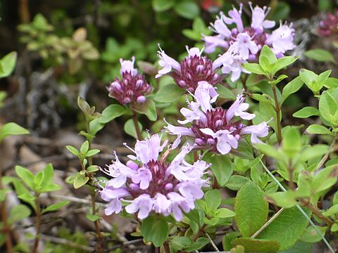 イブキジャコウソウ