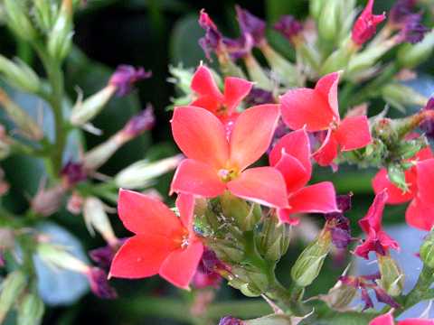 �J�����R�G