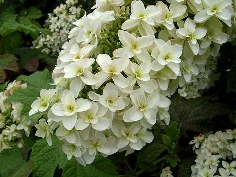 カシワバアジサイ