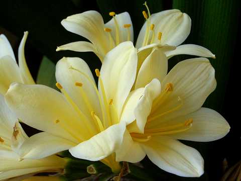 �L�o�i�N���V����