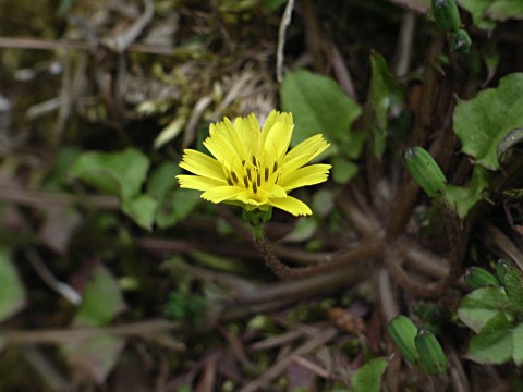 コオニタビラコ