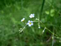 �L���E���O�T