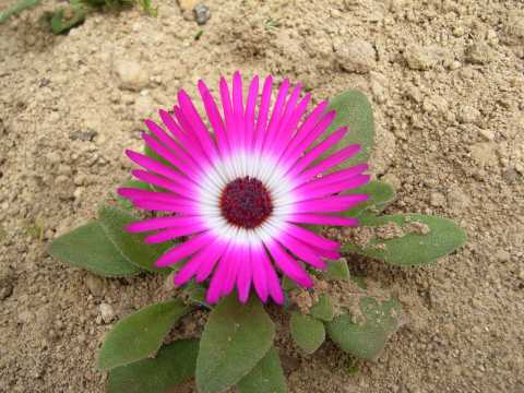 リビングストン・デージー