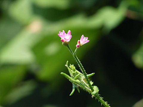 ママコノシリヌグイ