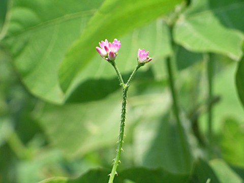 ママコノシリヌグイ