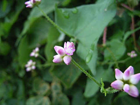 ママコノシリヌグイ