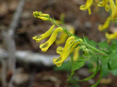 ミヤマキケマン