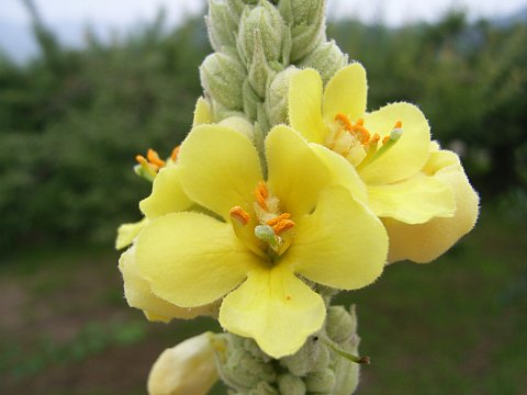 ビロードモウズイカ