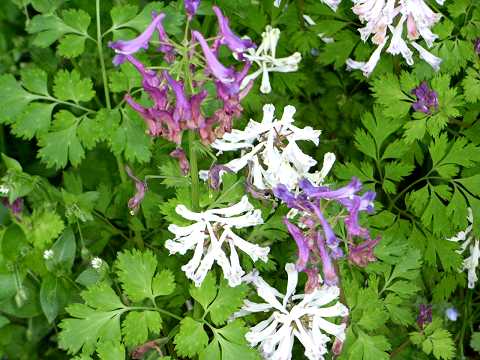 ムラサキケマン