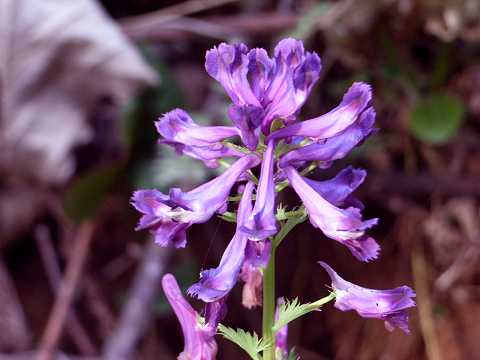 ムラサキケマン