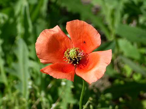 ハガミヒナゲシ