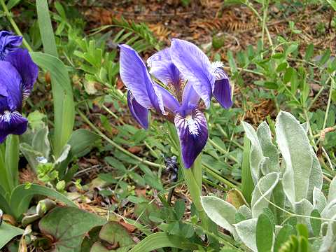 ナンキンアヤメ