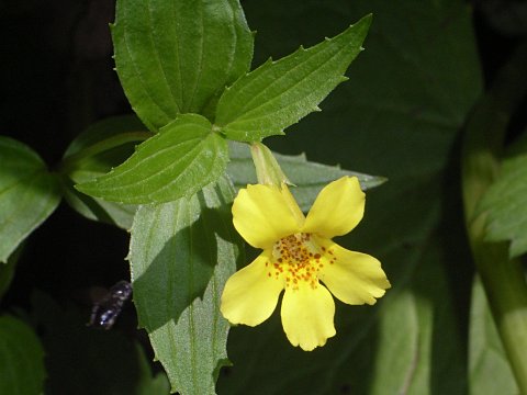 オオバミゾホオズキ