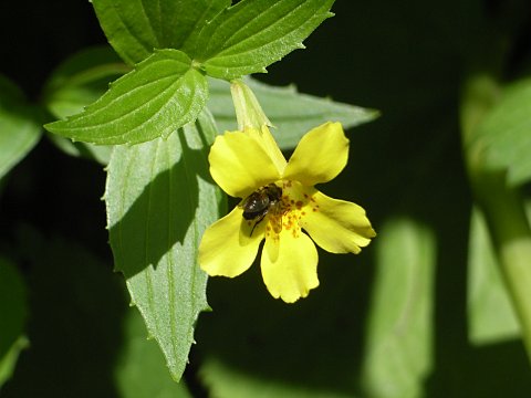 オオバミゾホオズキ