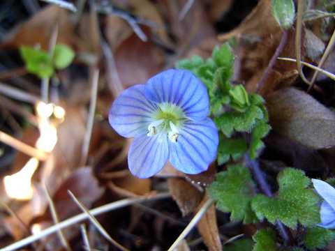 オオイヌノフグリ